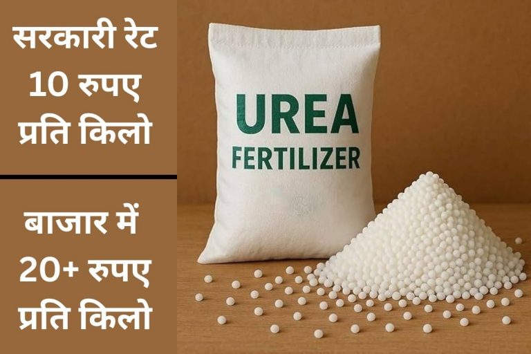 दुकान-दुकान भटक रहे किसान, नहीं मिल रही यूरिया, गुमला में 176363 हेक्टेयर में हो चुकी है धान की खेती