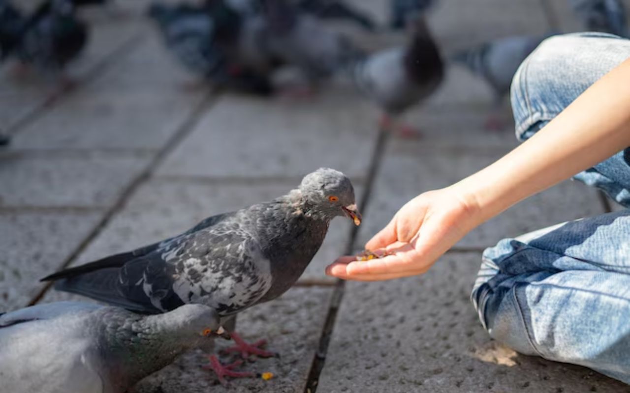 Vastu Tips for pigeon feeding