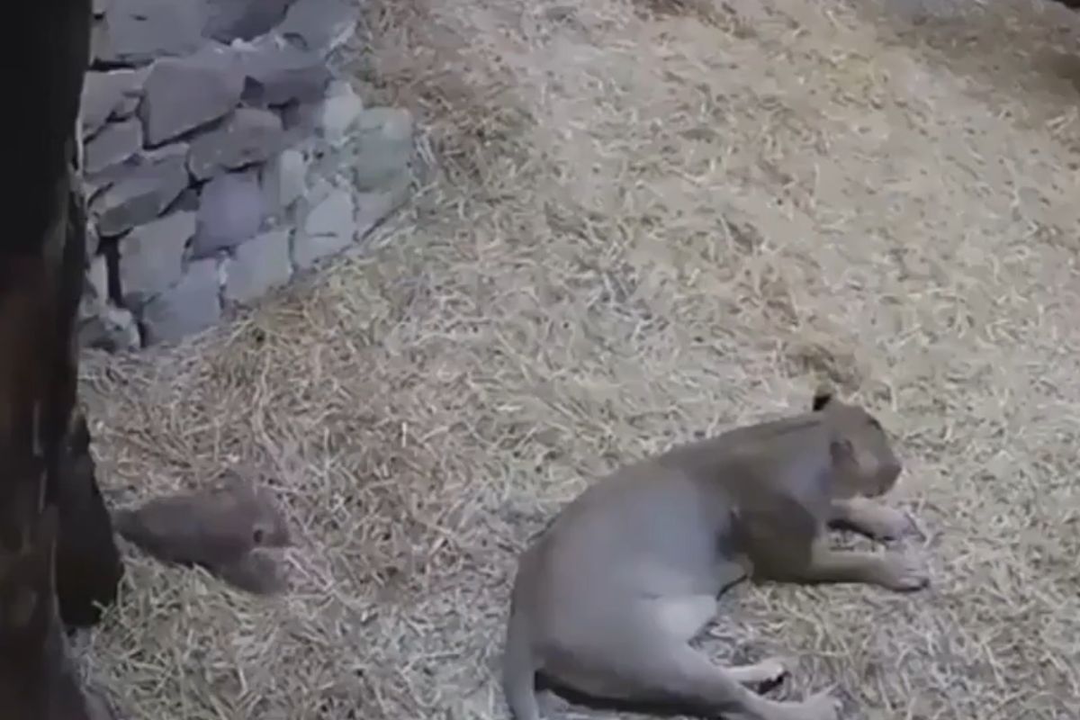 Viral Video