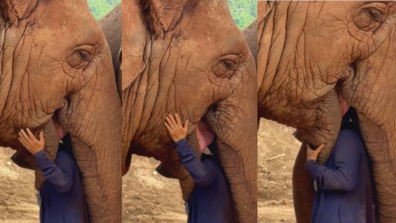 Elephant Viral Video