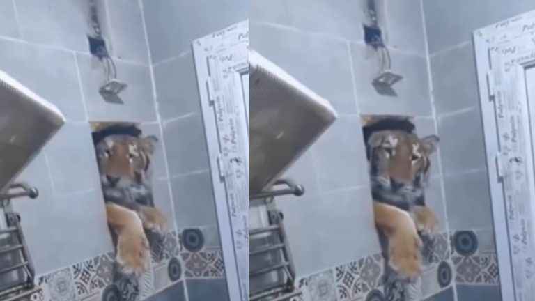 Viral Video: बाथरूम की खिड़की से जबरन घुसने लगा टाइगर, नहाते हुए इंसान के कैमरे में कैद हुई पूरी घटना