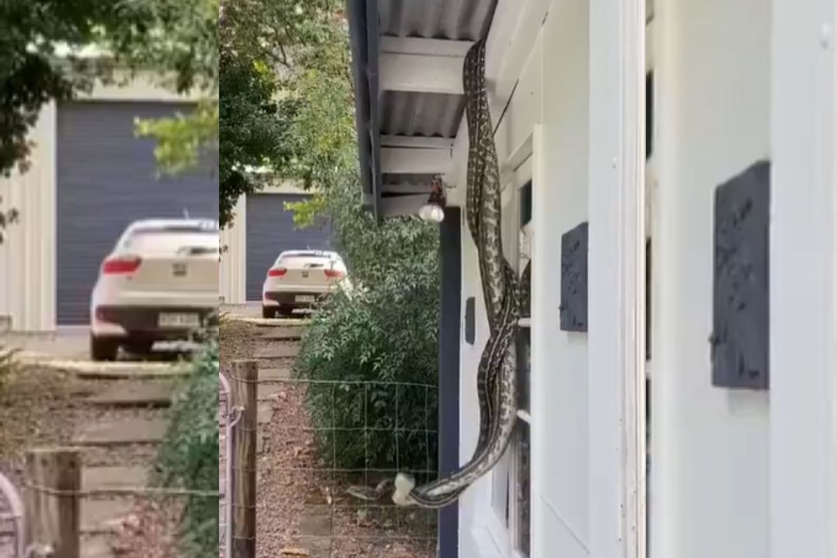 Viral Video