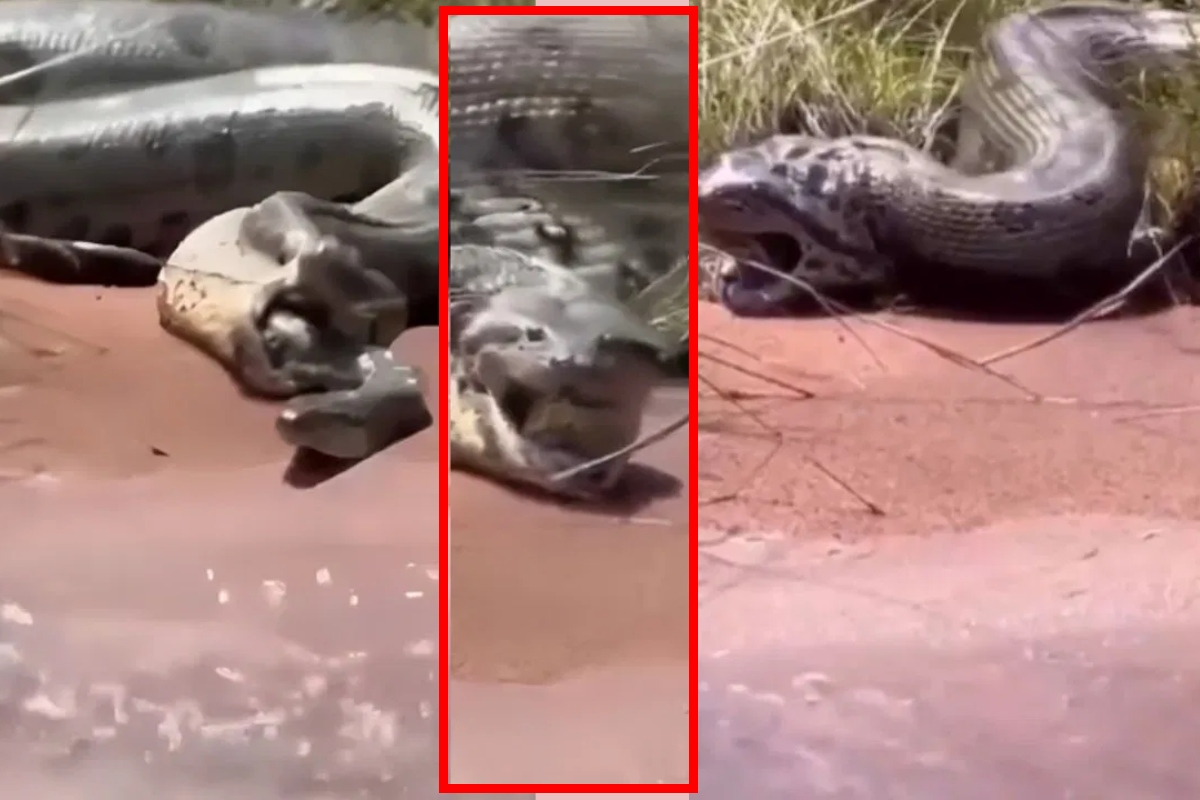 Viral Video Amaconda Swallow Snake