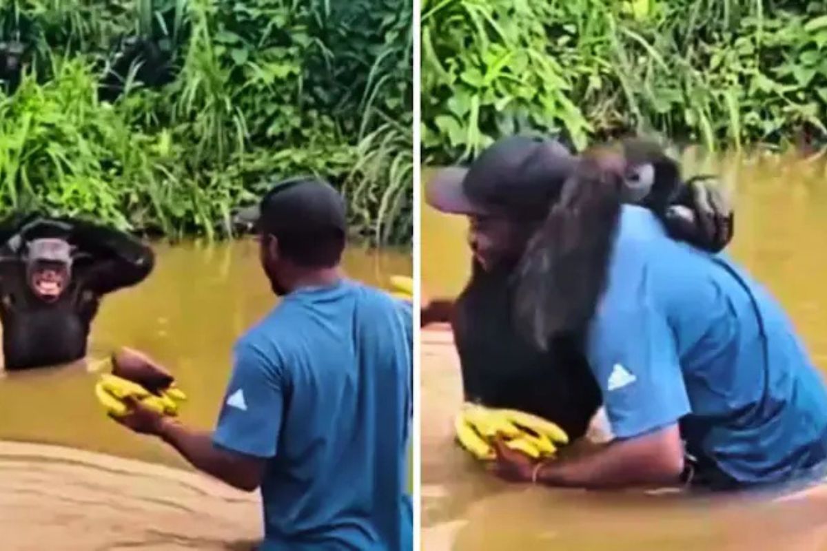 Viral Video Chimpanzee hugs man