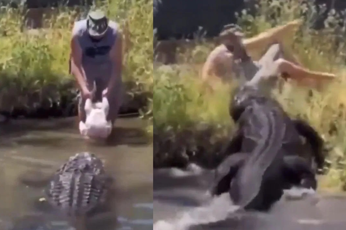 Viral Video Crocodile Attack