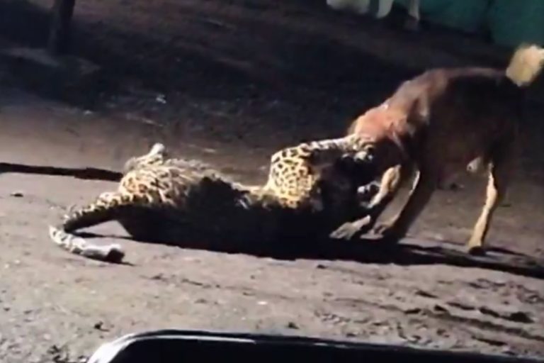 Viral Video: कुत्ते के चंगुल में फंस गया तेंदुआ, जबड़े में दबाकर ऐसा घसीटा कि आप भी देख दंग रह जाएंगे