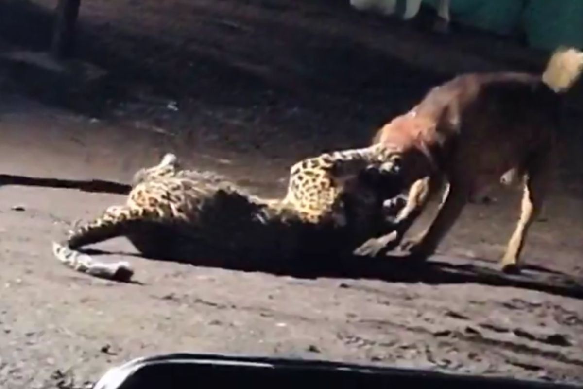 Viral Video Dog Fights with Leopard