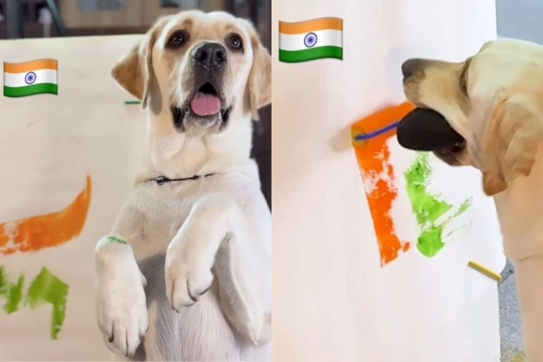 देशभक्त डाॅगी ने मुंह से पेंट कर बना डाला तिरंगा, दिल जीत लेगा वायरल वीडियो