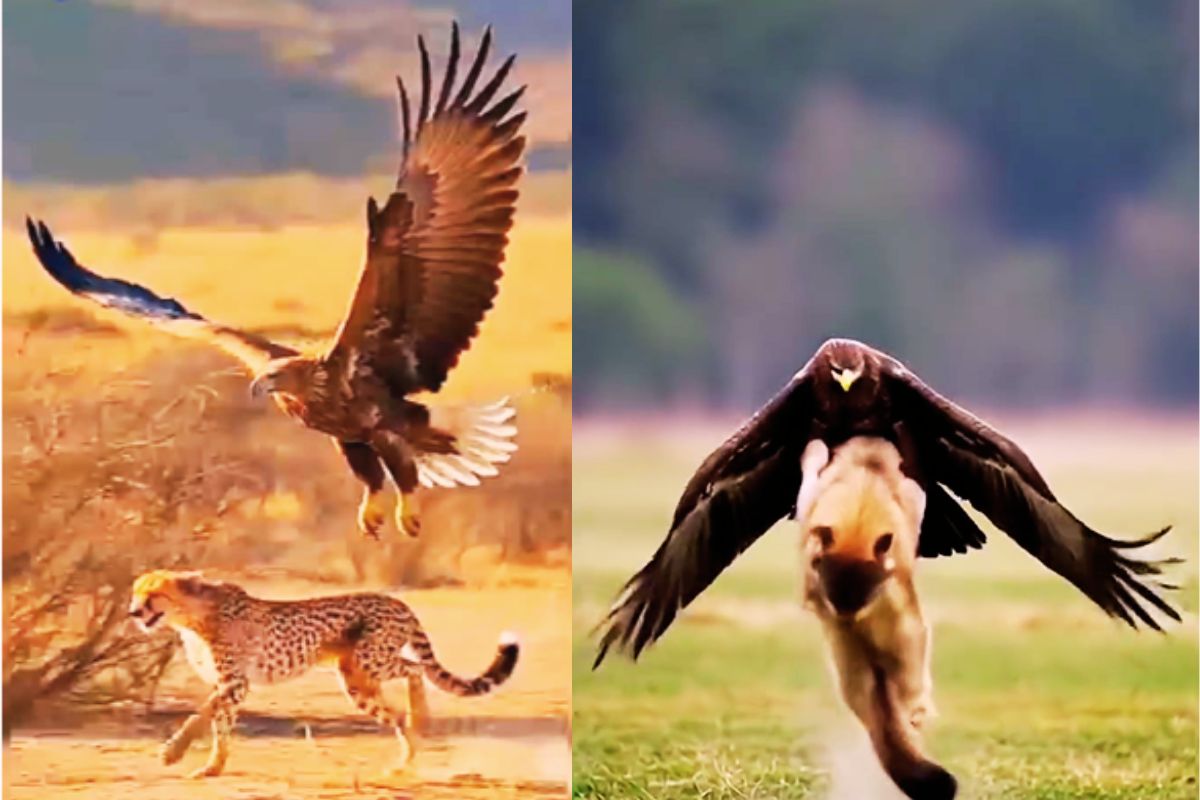 Viral Video Eagle Cheetah and Wolf
