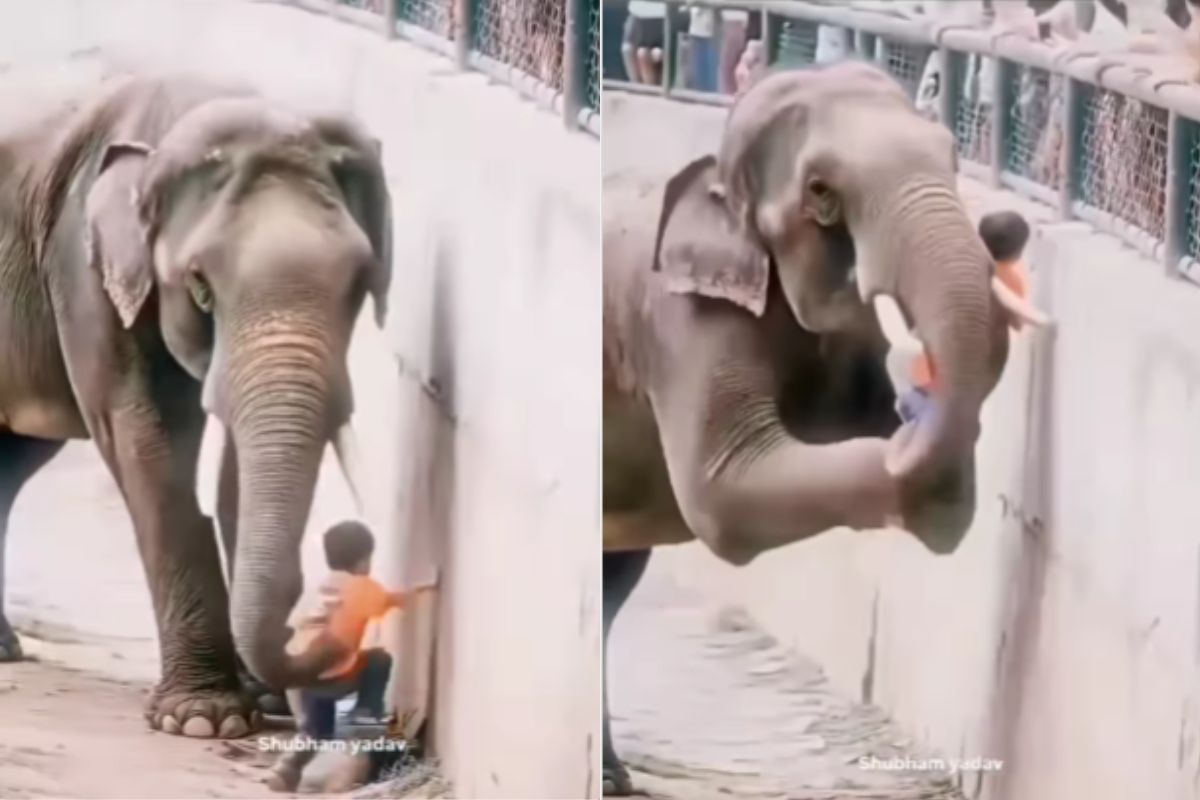 Viral Video Elephant returned a child to his parents