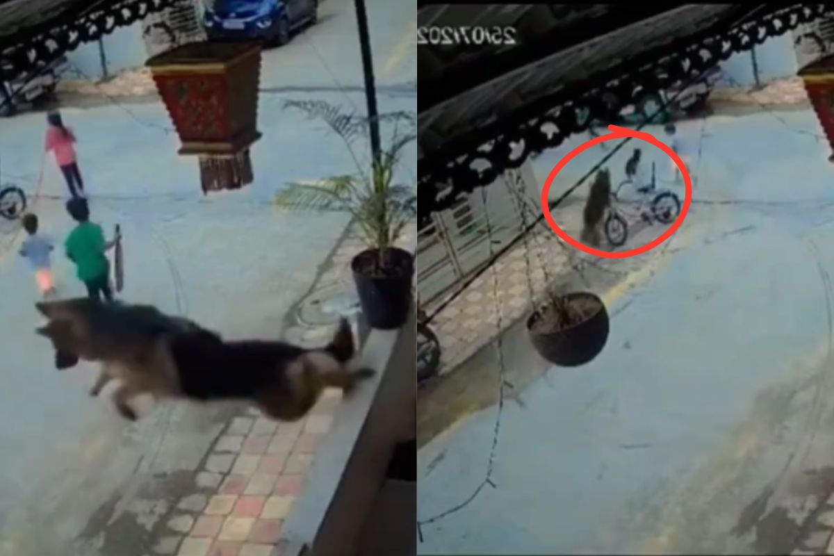 Viral Video German Shepherd Saves life of Childrens