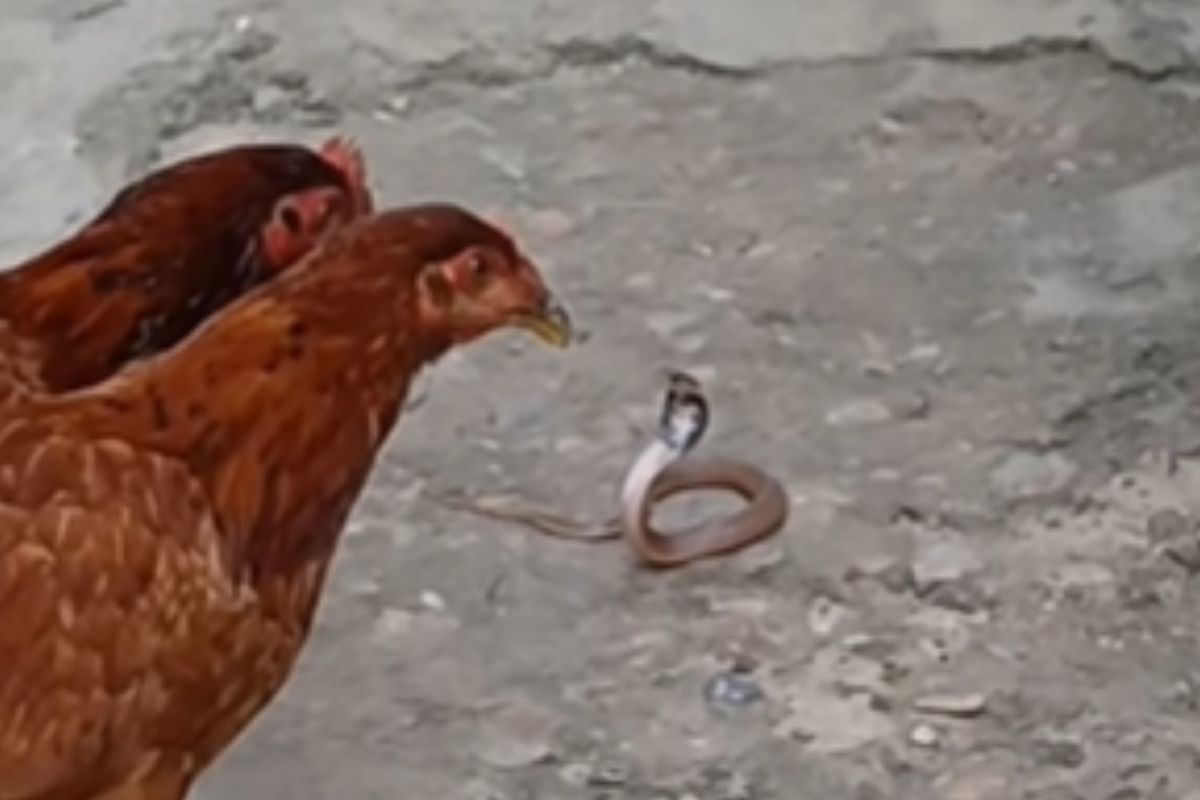 Viral Video Hen eat Snake