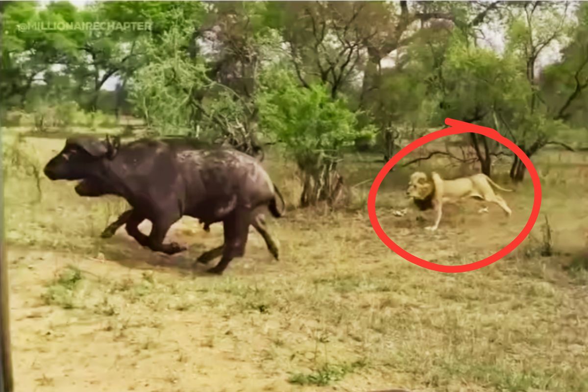 Viral Video Lion Scared in front of Buffalo