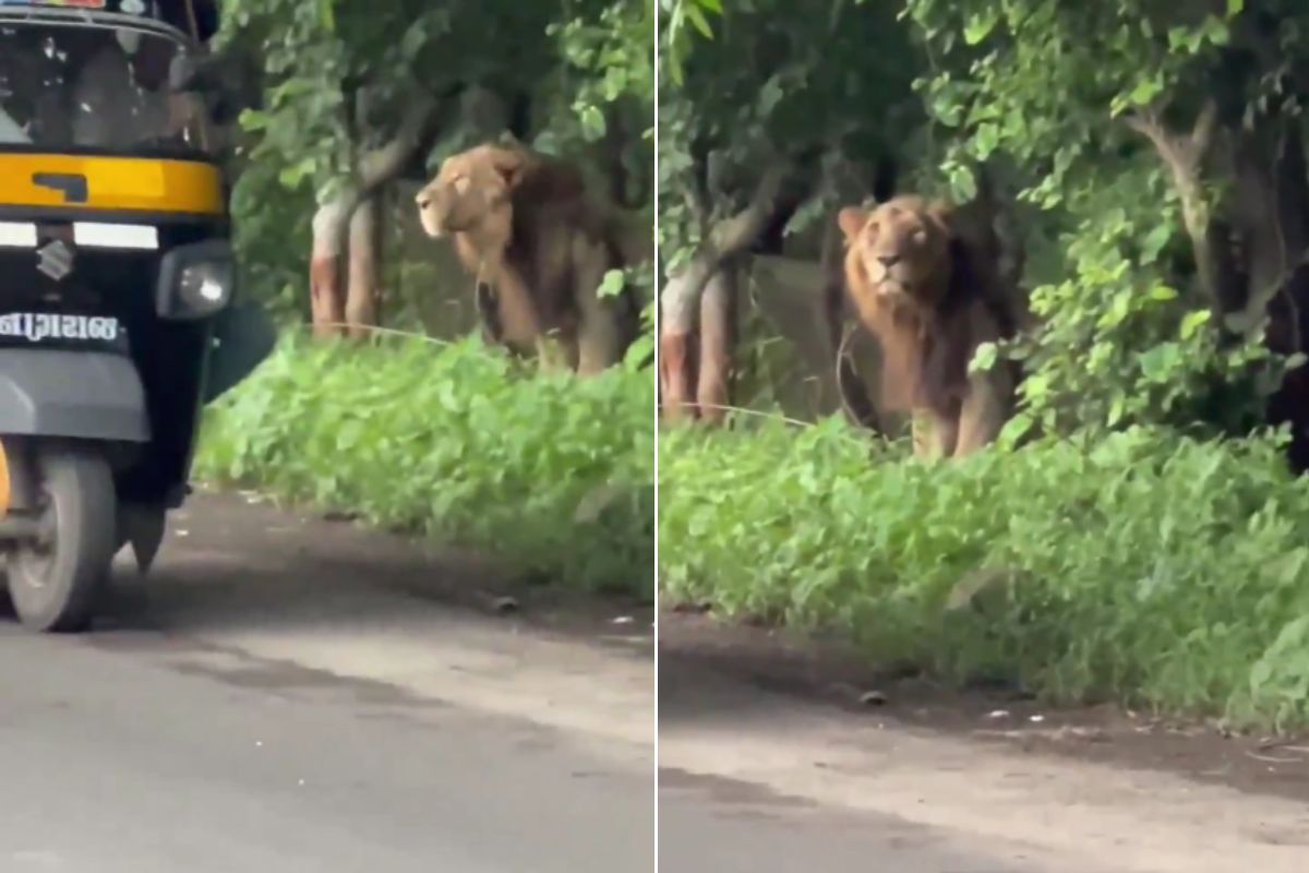 Viral Video Lion coming near road