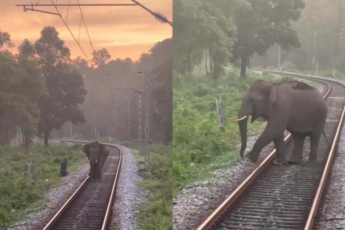 Viral Video Loco Pilot Saves Elephant Life