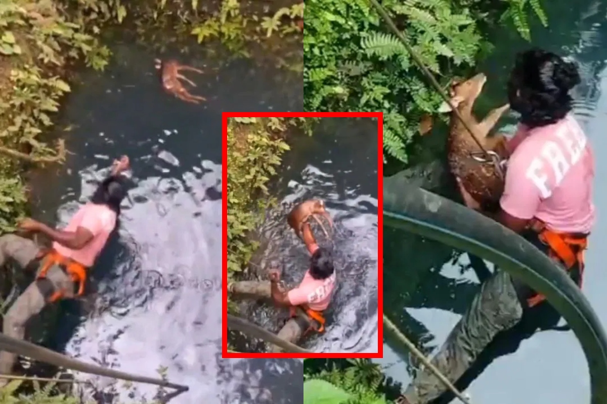 Viral Video Man saved baby deer in Kerala