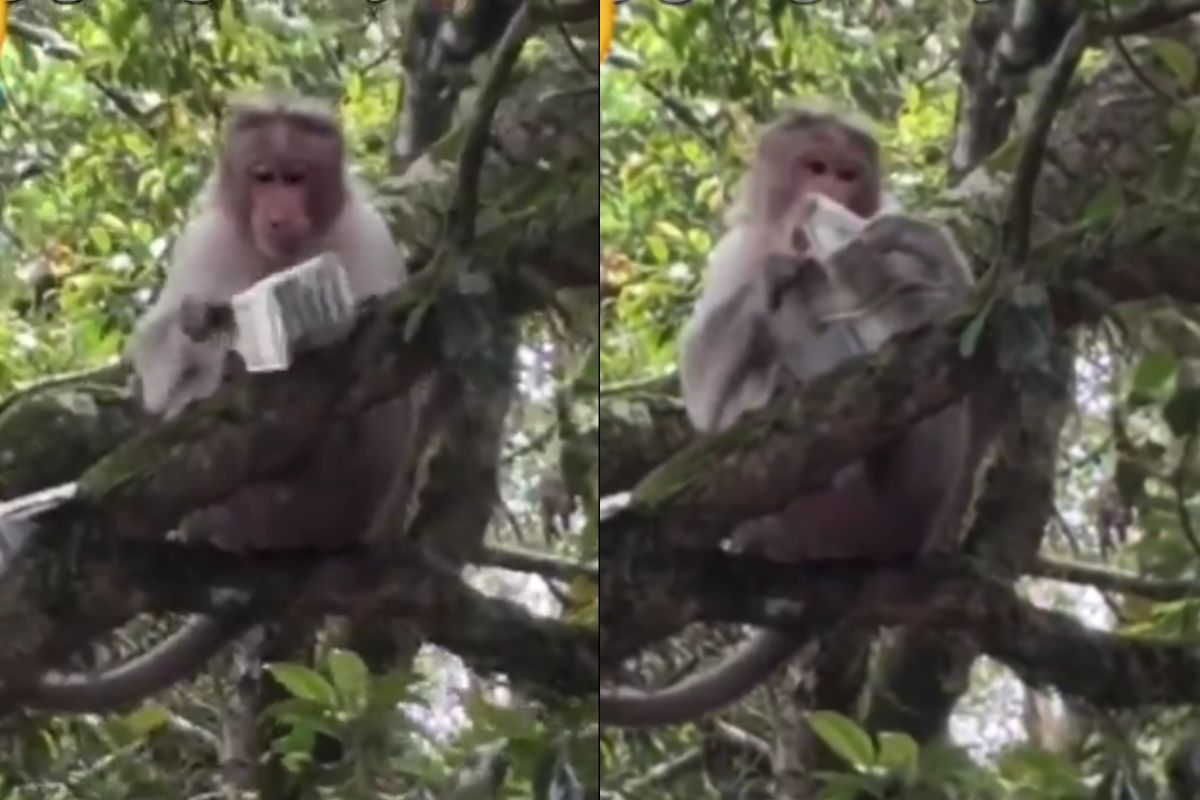 Viral Video Monkey throws 500 notes in air