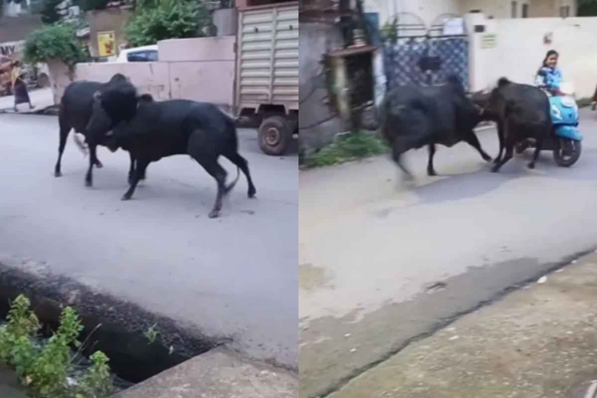 Viral Video Scooty Girl Caught Between Bull Fight