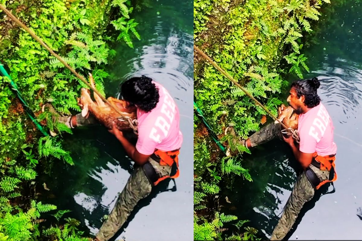 Viral Video animal lover saves deer calf