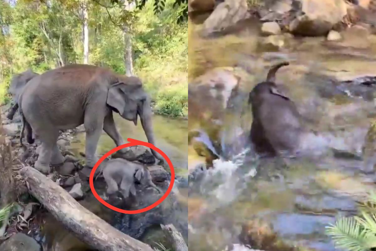 Viral Video baby elephant playing in water stream