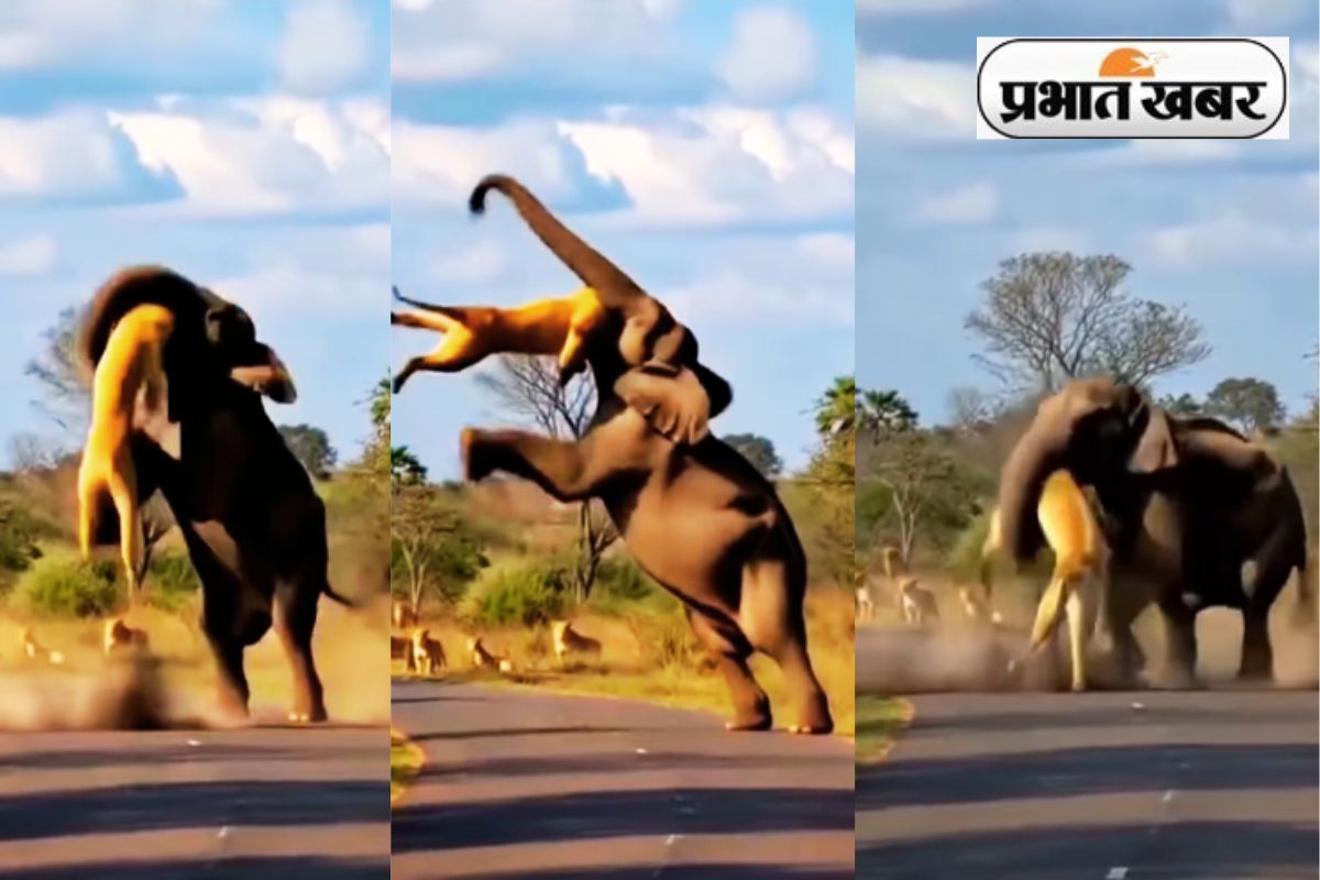 Viral Video elephant killed lion on road watch video