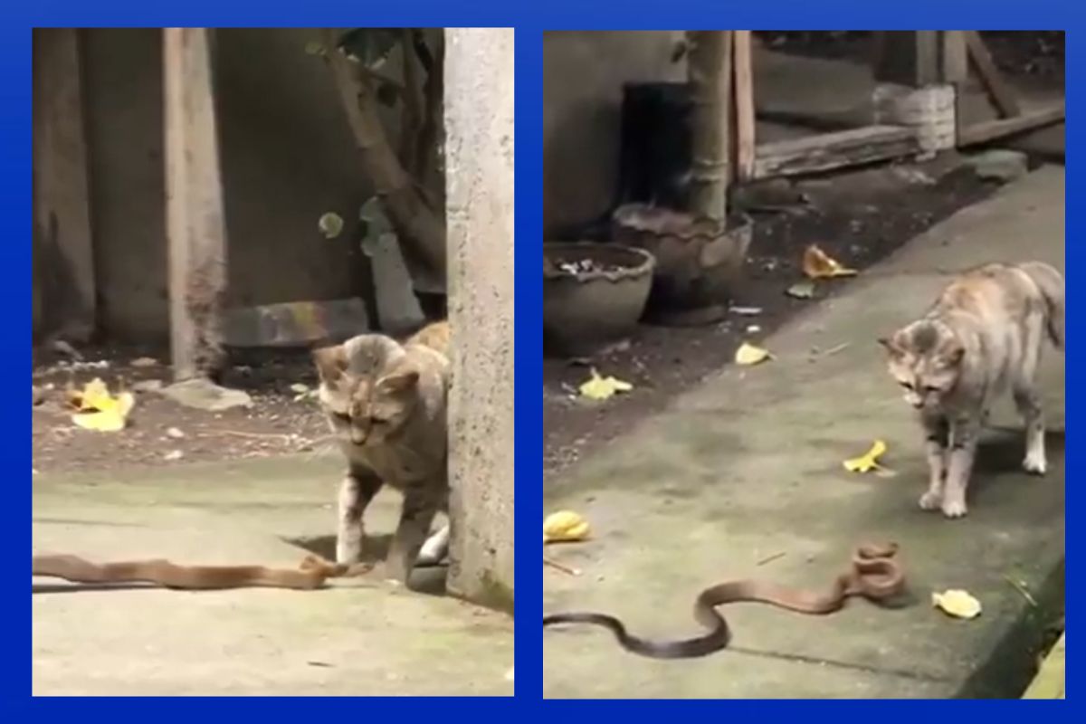 Viral Video of Cat and Snake Fight