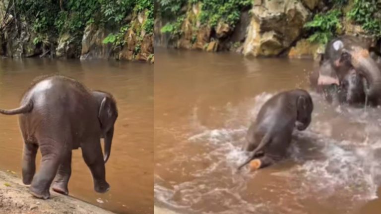 Viral Video: पानी देख नाच उठा नन्हा हाथी, लगाई ऐसी मस्तीभरी डाइव की पूरा इंटरनेट समाज हो गया खुश