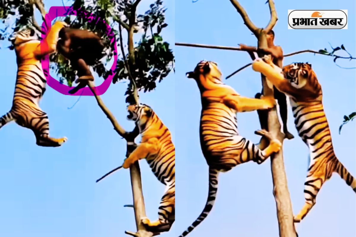 Viral Video two tigers pounced on man climbing tree