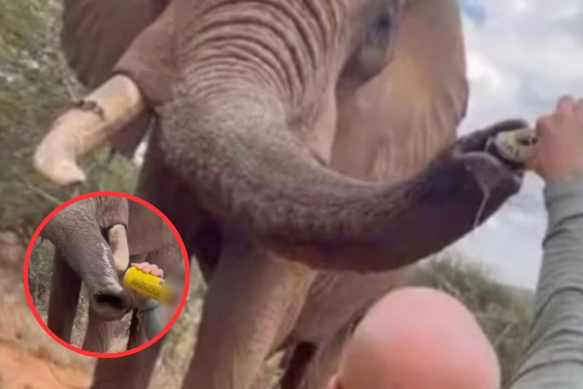 Viral video Elephant