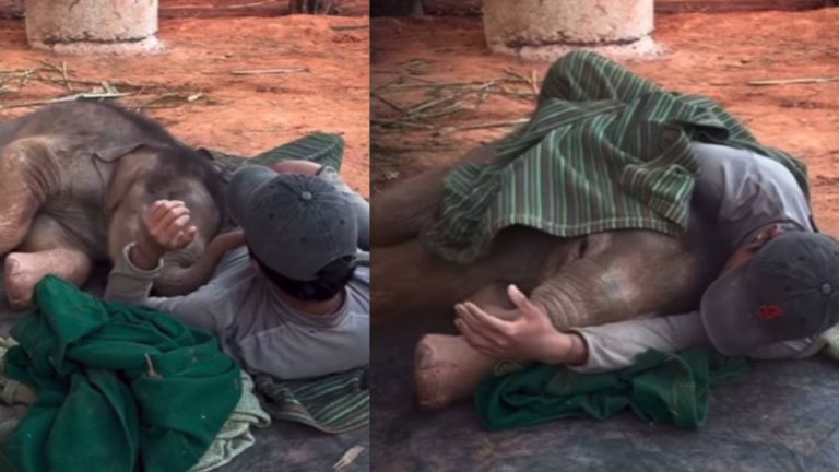 Viral Video: एक ही कंबल ओढ़ इंसान के साथ सोता दिखा नन्हा हाथी, अनोखी दोस्ती का वीडियो देख बन जाएगा आपका भी दिन