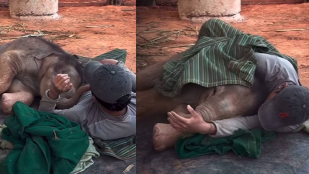 Viral video of baby elephant