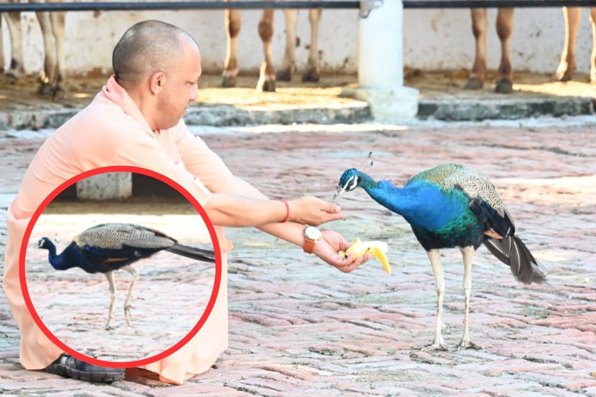 Yogi Adityanath fed bananas to peacocks
