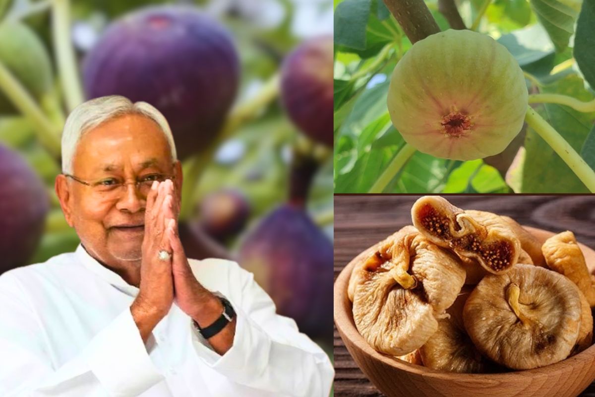 Bihar Kisan Yojana growing Kashmiri fruits Nitish government give money