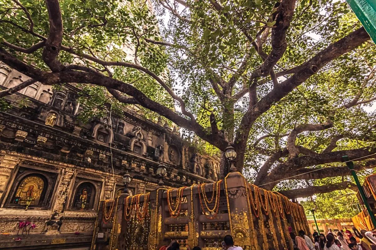 bodhi tree| The Bodhi tree was cut down three times but is still alive