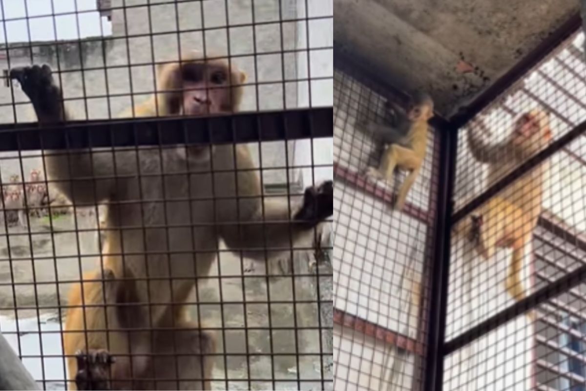 child stuck in house monkeys rescued