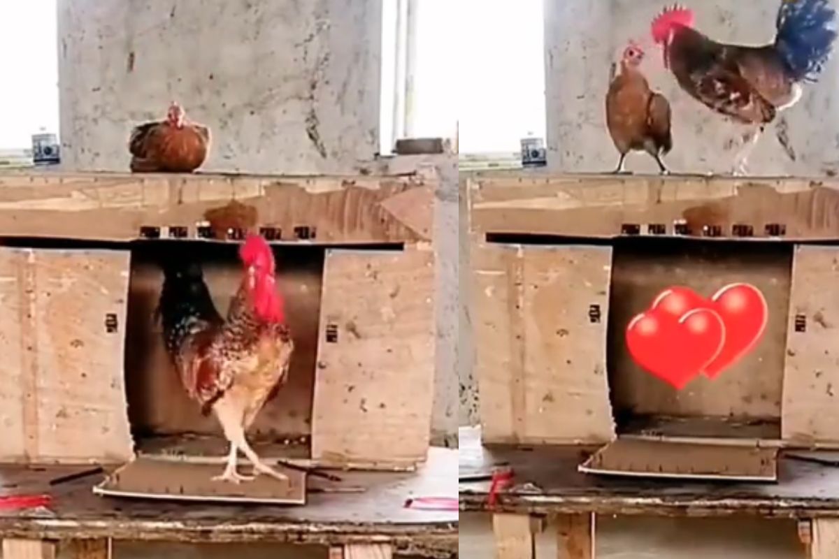 cock and hen Romance