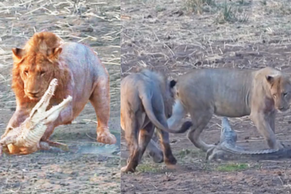 crocodile lion fight