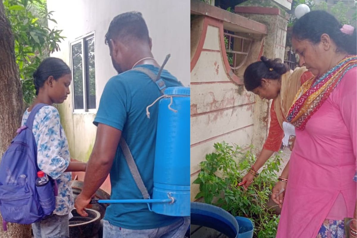 dengue mosquitoes larvae