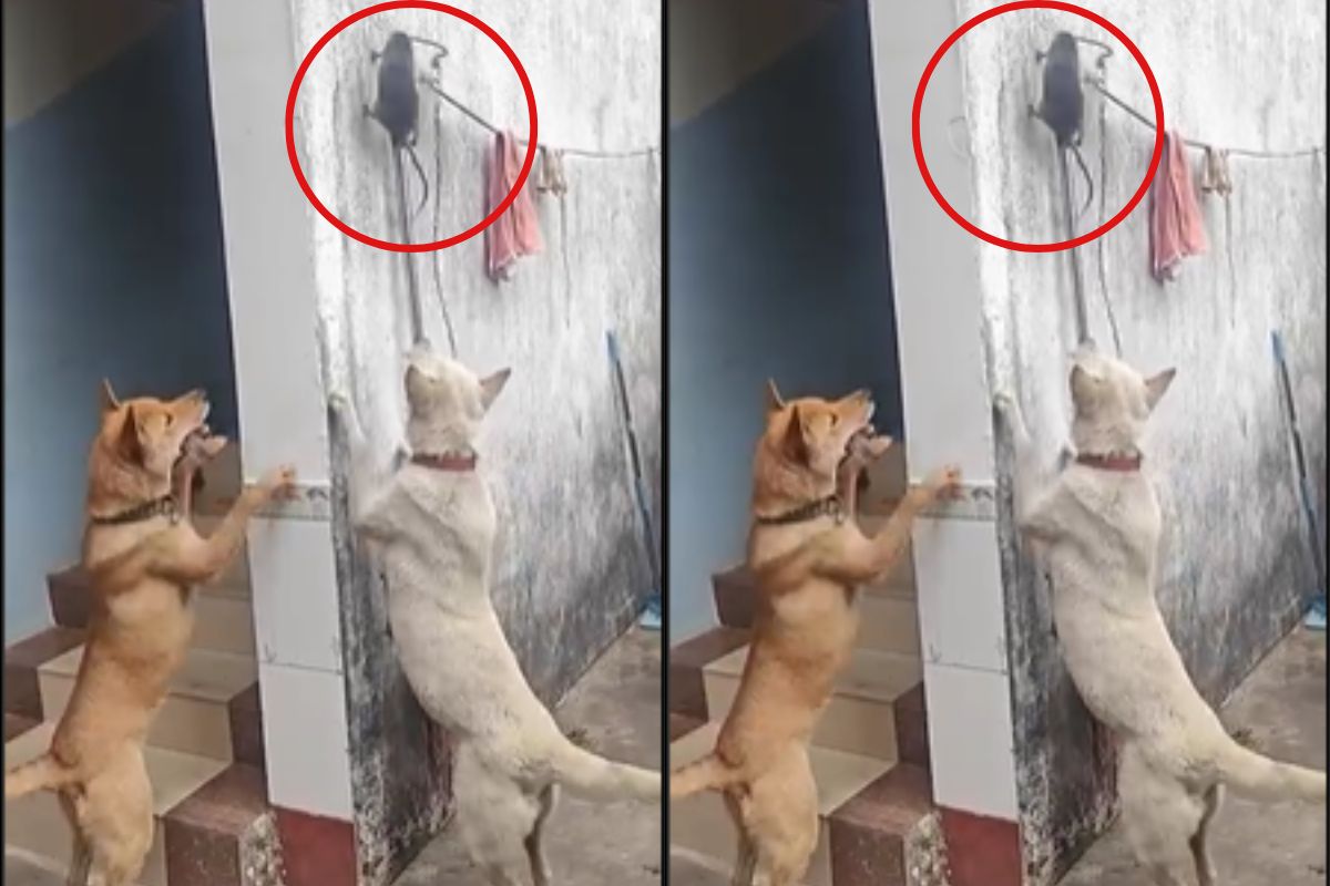 dog and rat