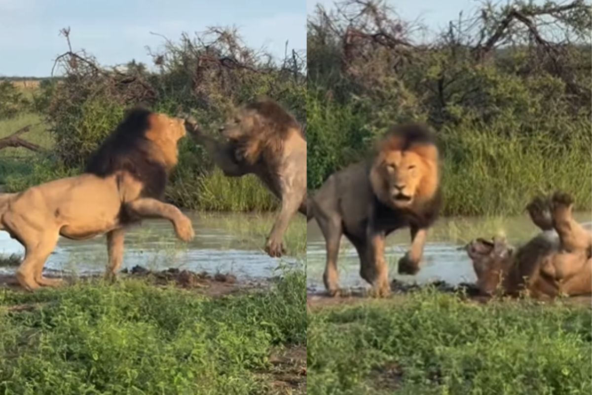 fight between 2 lions in mid jungle