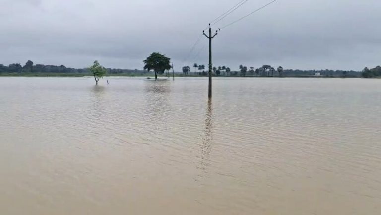 खेतों में भरा पानी, डूब गयी धान व कलाई की फसल