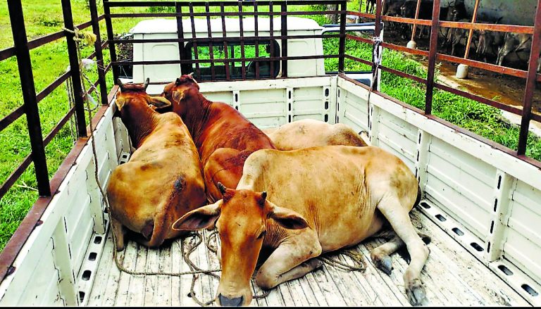 Rourkela News: गो तस्करी में शामिल एसयूवी पलटी, चार गोवंश को बचाया गया, एक की मौत