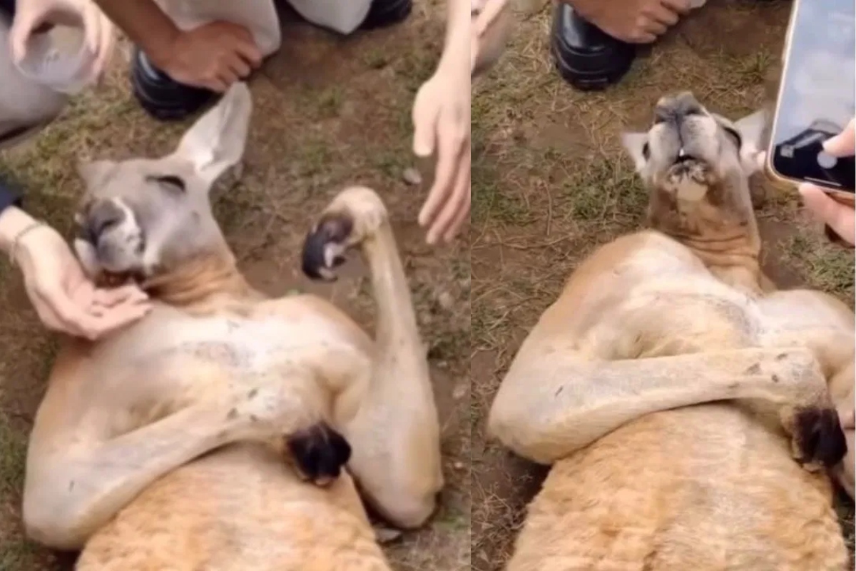 kangaroo prank fainting