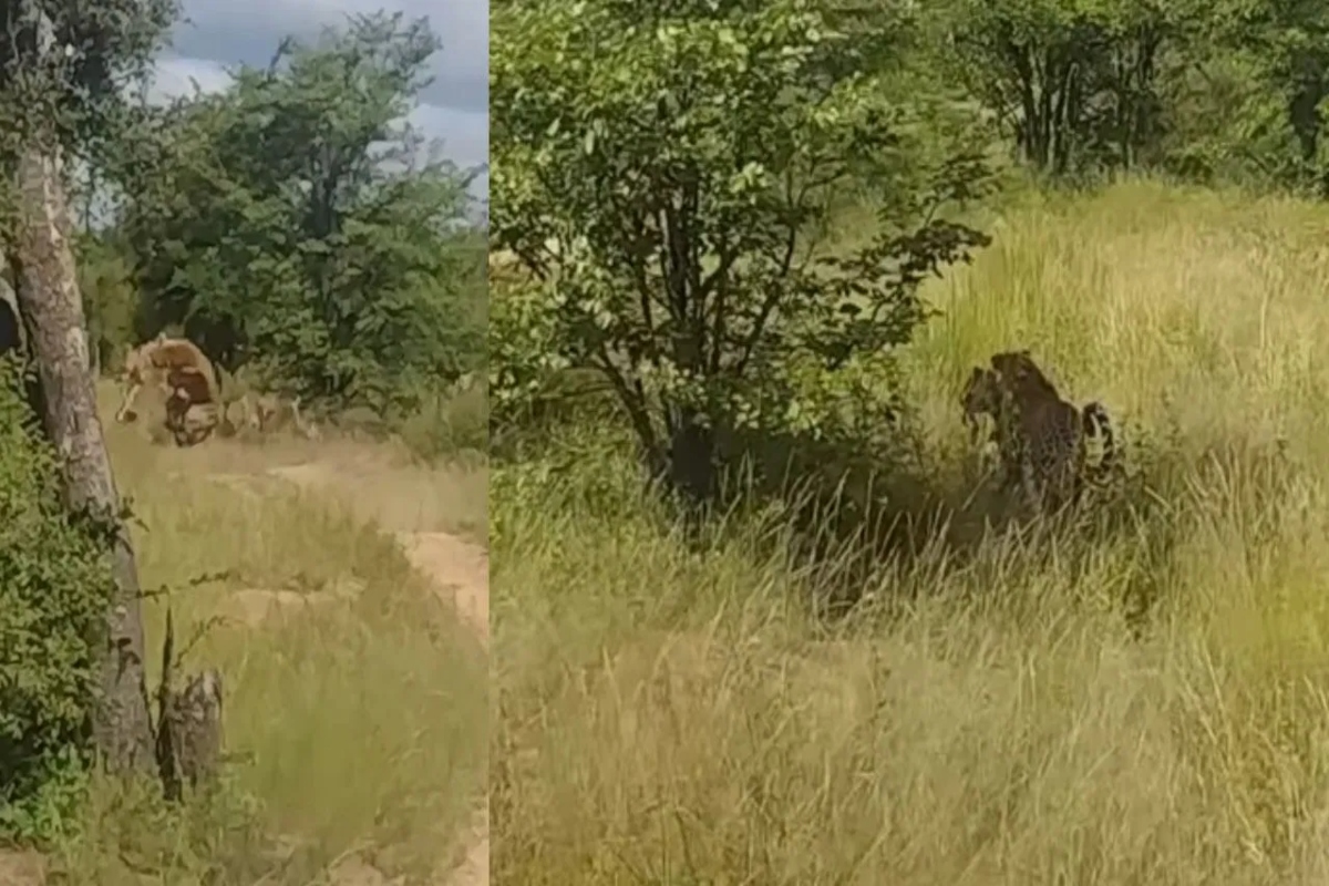 leopard and deer viral video
