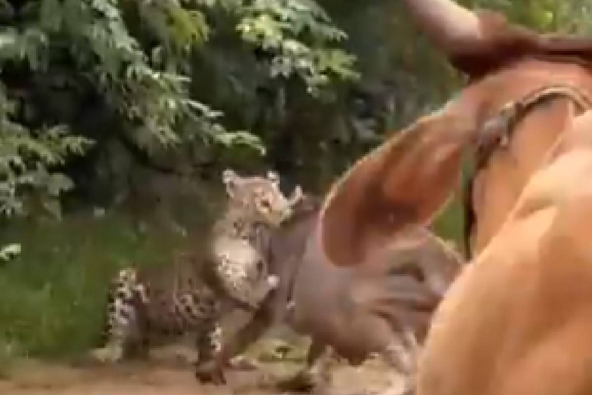 leopard attack on calf