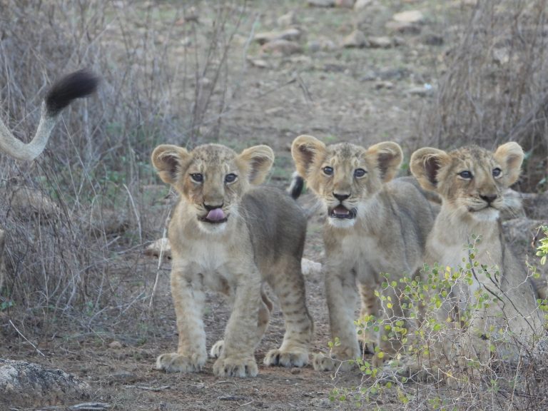 World Lion Day: बरदा अभयारण्य बनेगा शेरों के संरक्षण का केंद्र