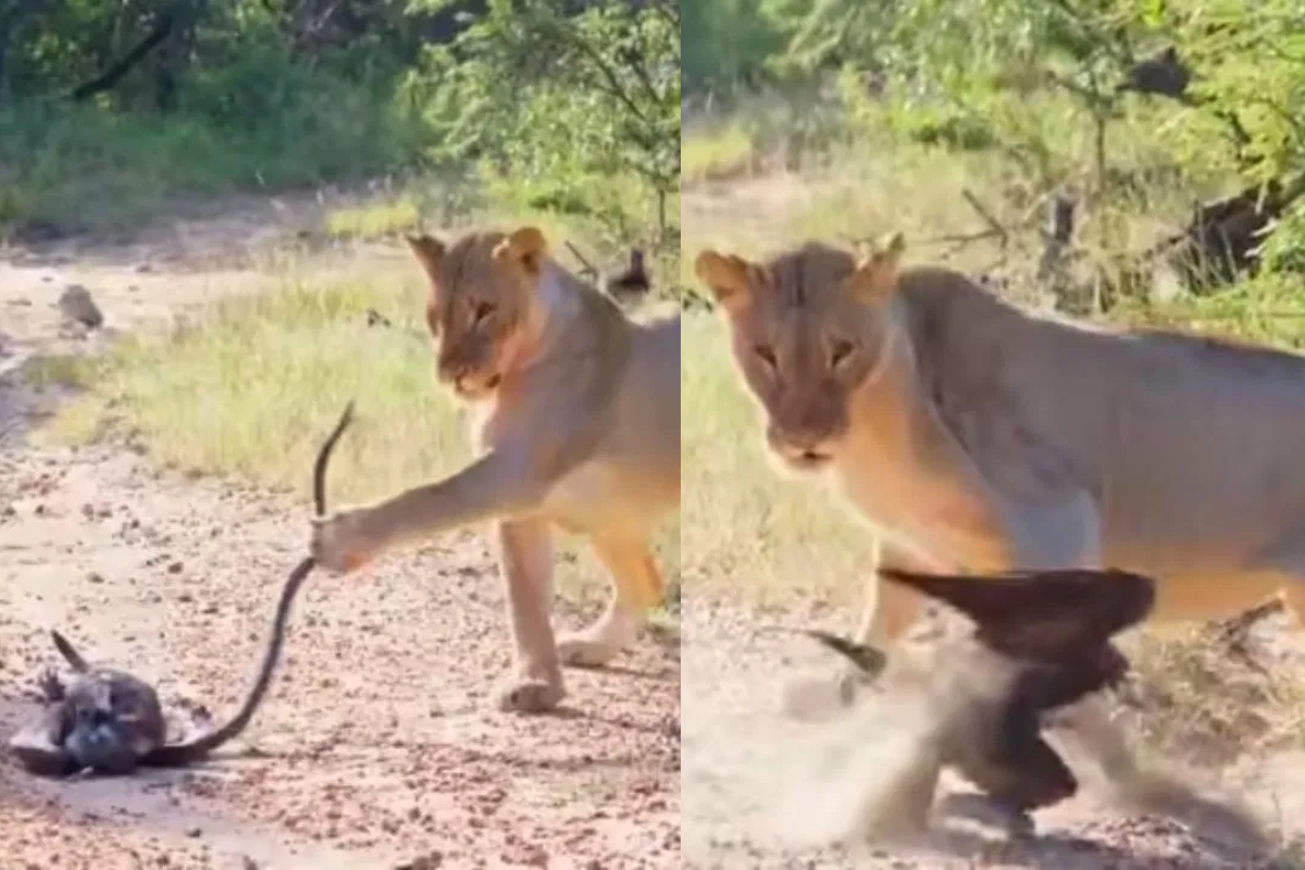 lioness-snake-eagle-jungle-fight