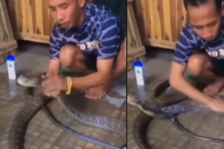Viral video: सांप को शैंपू लगाकर रगड़-रगड़ कर नहाता दिखा आदमी, वायरल वीडियो देखकर उड़ जाएंगे होश
