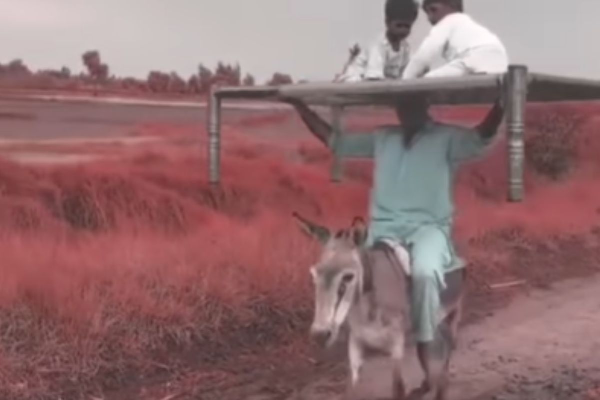 man rides donkey