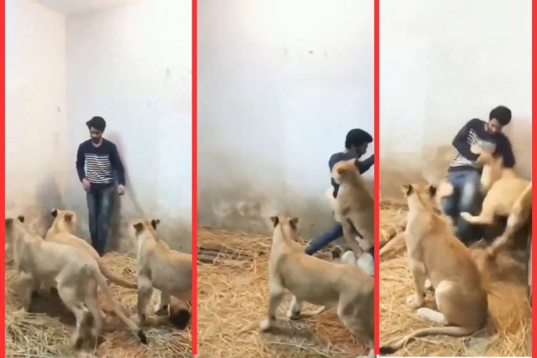 Viral Video: 3 शेरनियों के बीच फंस गया बंदा, वीडियो देख कांप उठेगा कलेजा